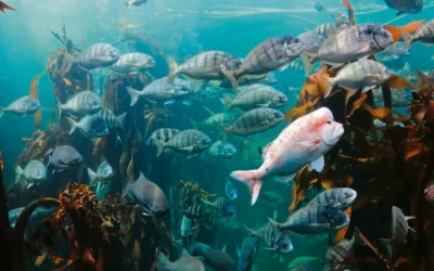 WORKING BACKWARDS TO SAVE THE SEA