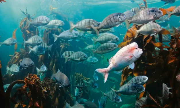 WORKING BACKWARDS TO SAVE THE SEA