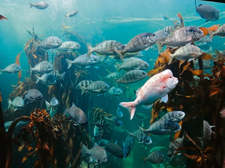 WORKING BACKWARDS TO SAVE THE SEA