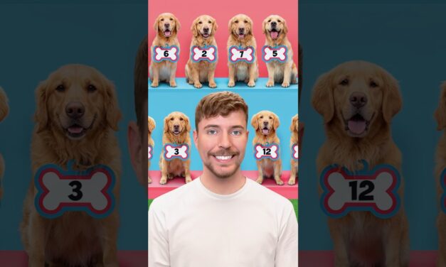 Find Your Dog, Win $10,000