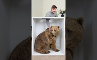 Guess the Animal