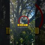 Why Was There a Deer Stand?