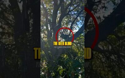 Why Was There a Deer Stand?