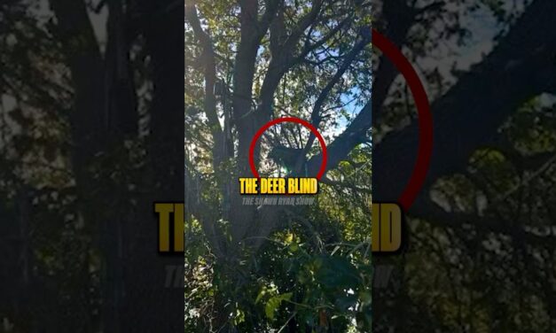 Why Was There a Deer Stand?