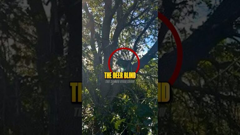Why Was There a Deer Stand?