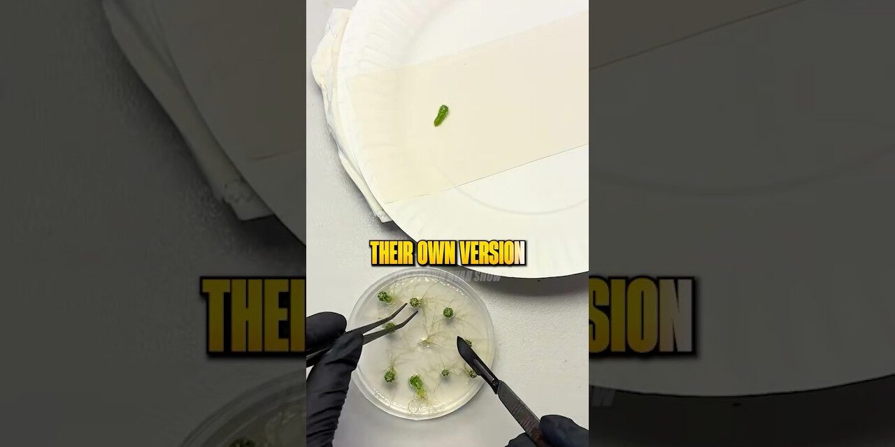 2 Companies Control the World’s Seeds 🤯