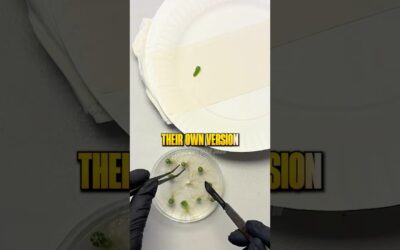 2 Companies Control the World’s Seeds 🤯