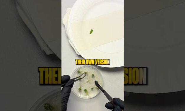 2 Companies Control the World’s Seeds 🤯