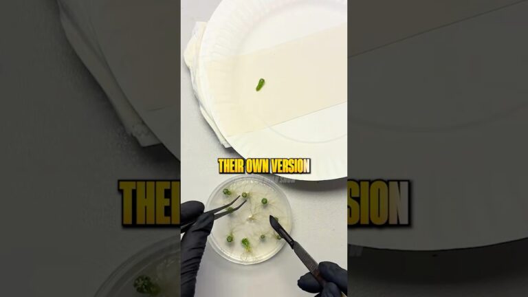 2 Companies Control the World’s Seeds 🤯