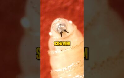 Is China Destroying Our Food Supply?!