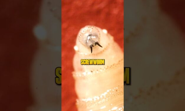 Is China Destroying Our Food Supply?!