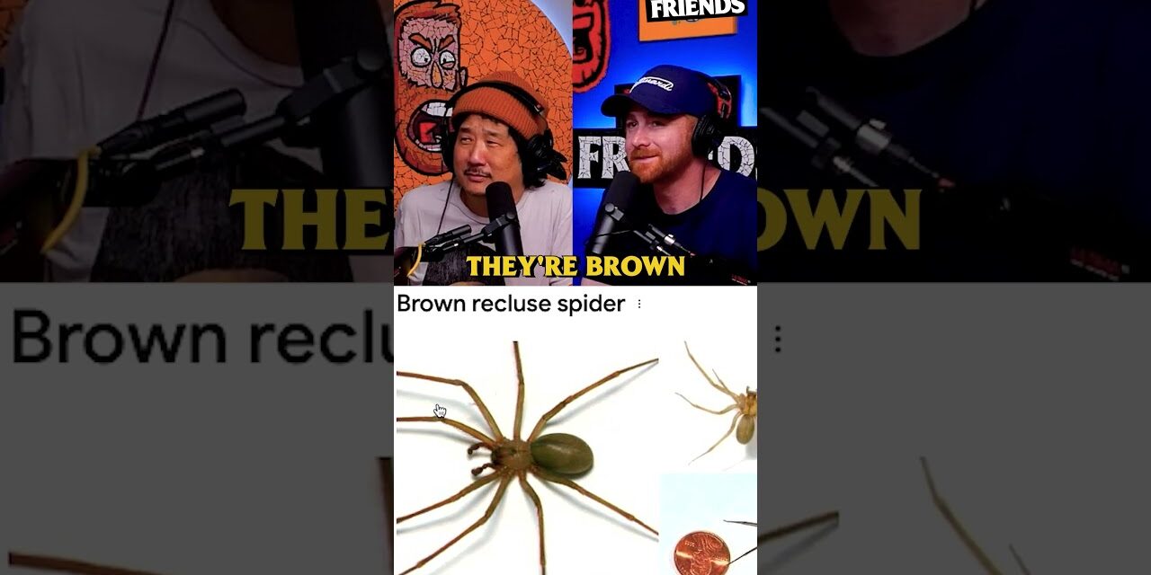 Brown Recluses