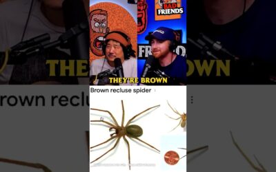 Brown Recluses