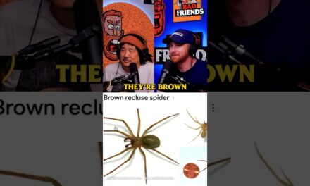 Brown Recluses
