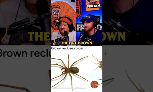 Brown Recluses