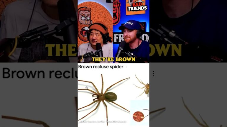 Brown Recluses