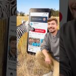 Will a Zebra Subscribe to me?