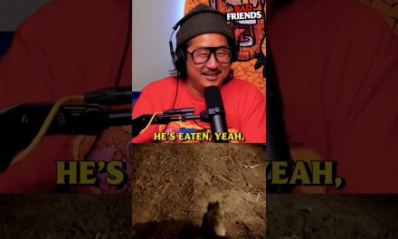 Asian Wizard of Oz today on Patreon